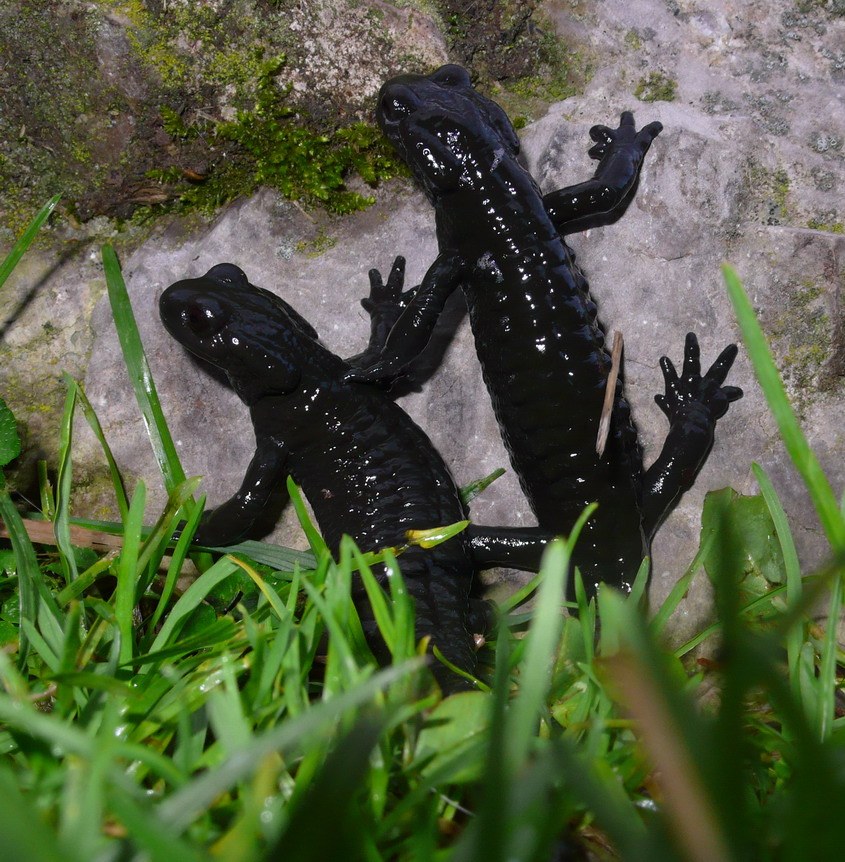 Salamandra atra